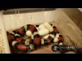 SnakeBytesTV-Snake Eggs and Snake Bites