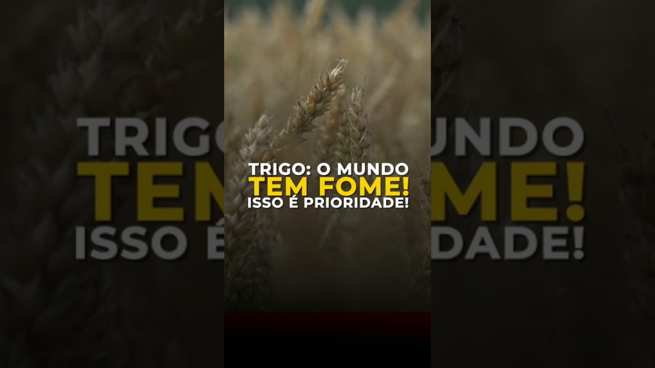TRIGO: O MUNDO TEM FOME! ISSO É PRIORIDADE!