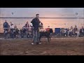 Cane Corso protection