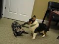 Hamlet playing with Rigby the tripod dog