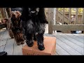 4 month old English Cocker Spaniel puppy tricks English Cocker Spaniel