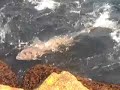 Block Island Sand Shark