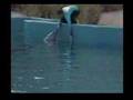 Dolphin Kissing 
