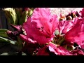 Sanyo HD1000 \"Macro\"