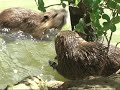La nutria (Myocastor coypus)