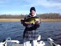 Largemouth bass