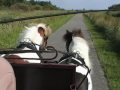 Little en Judy in tweespan voor de kar