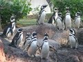 Magellanic penguins