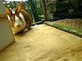 Dutch Bunny