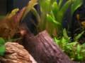 Acquario d\ Acquario d\