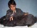 animales gigantes big animals