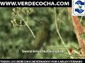 Hummingbirds - Colibr�es  en VERDECOCHA