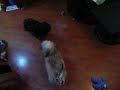 Desi HRI foster puppy after bath run