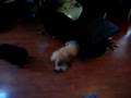 Desi HRI foster puppy after bath run