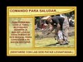 ENTRENAMIENTO CANINO