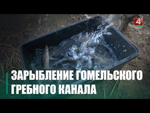 Партию щуки и карпа весом более 600 кг выпустили в Гребной канал Новобелицкого района Гомеля видео