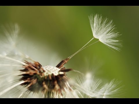 YouTube Preview Image