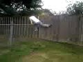 attempted parkour funny