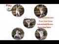 qigong chi kung: five 5 animal frolics