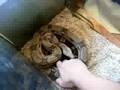 Animal Tour: Reptiles And Mammals.