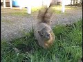 When Squirrels Attack When Squirrels Attack