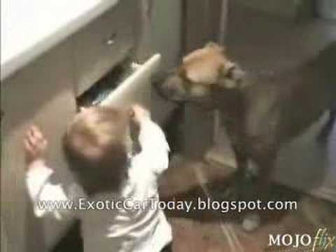 Watch 'Dog and Kid Fight Over Drawer'