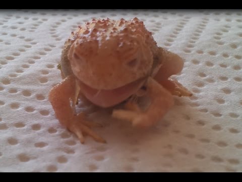 YouTube reptile video