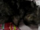 Bagunça na cama da mamãe Bagunça na cama da mamãe