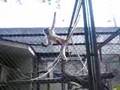 Zoológico no Rio