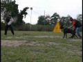 Ch. Boreas di Casa Diocletiano entrenando defensa RCI 1