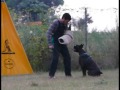 Ch. Boreas di Casa Diocletiano entrenando defensa RCI 1