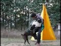 Ch. Boreas di Casa Diocletiano entrenando defensa RCI 1