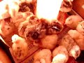 Mesti�os: Araucanos X SULave - ovos azuis - 5