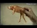A cria��o da Celulite