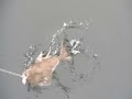 Homer Alaska Halibut Fishing