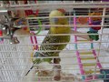 parakeets baby