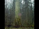 Wiosna