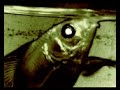 plastikman fishfeeder