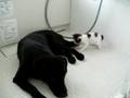 犬の尻尾を猫じゃらしにして遊ぶ子猫