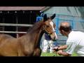 Dutch Times Movement Video-KWPN colt