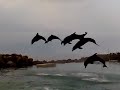 dolphin cove star trainers/dolphins
