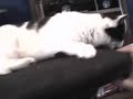 Cat spins fast on chair. Cat spins fast on chair.