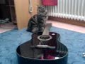 Gitarr Cat