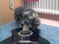 Gitarr Cat