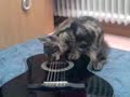 Gitarr Cat