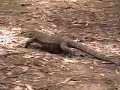 Goanna (Lace Monitor Lizard)