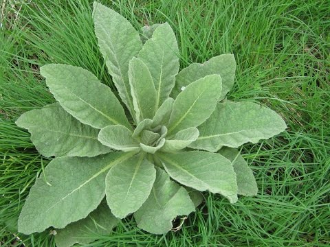 how to harvest mullein