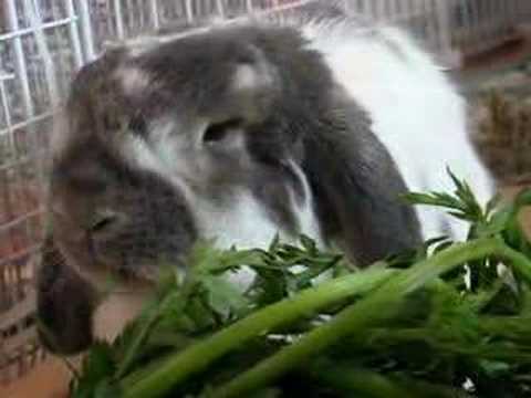 Cute video Cute video
