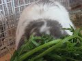 Big Bunny Eating a Salad Big Bunny Eating a Salad