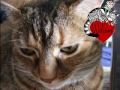 Re: Mean Kitty song on Israel science channel 8